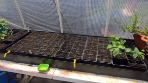 Tomato Seedlings 5 Days   